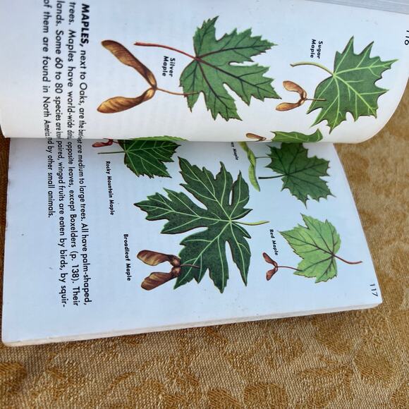 Trees a Guide to Familiar American Trees: 143 Trees in Color - Picture 7 of 8